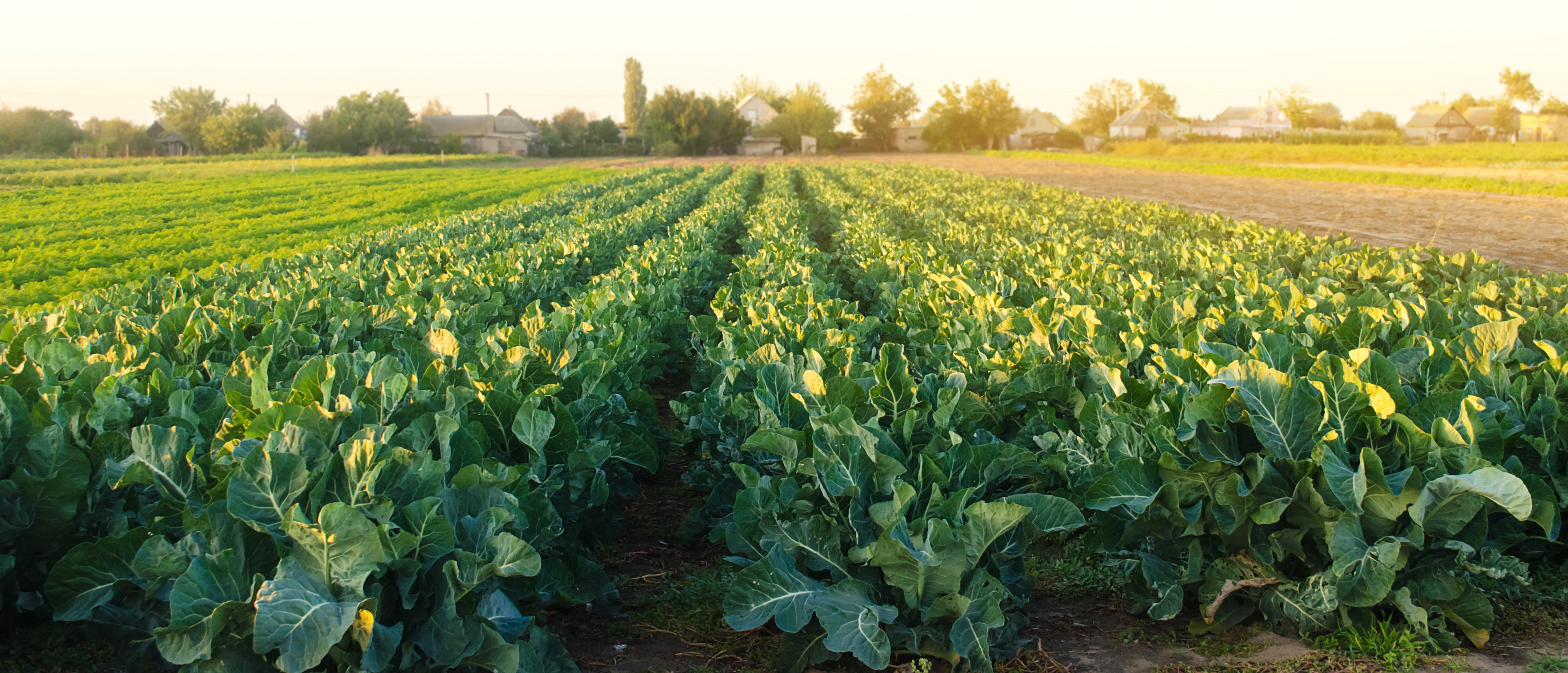 Primary production - vegetable farm